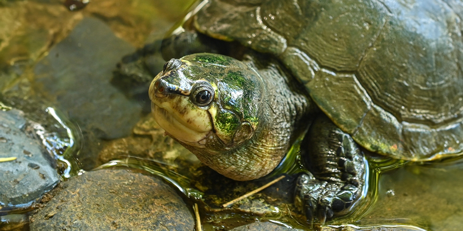 Monitor Biodiversity in Madagascar