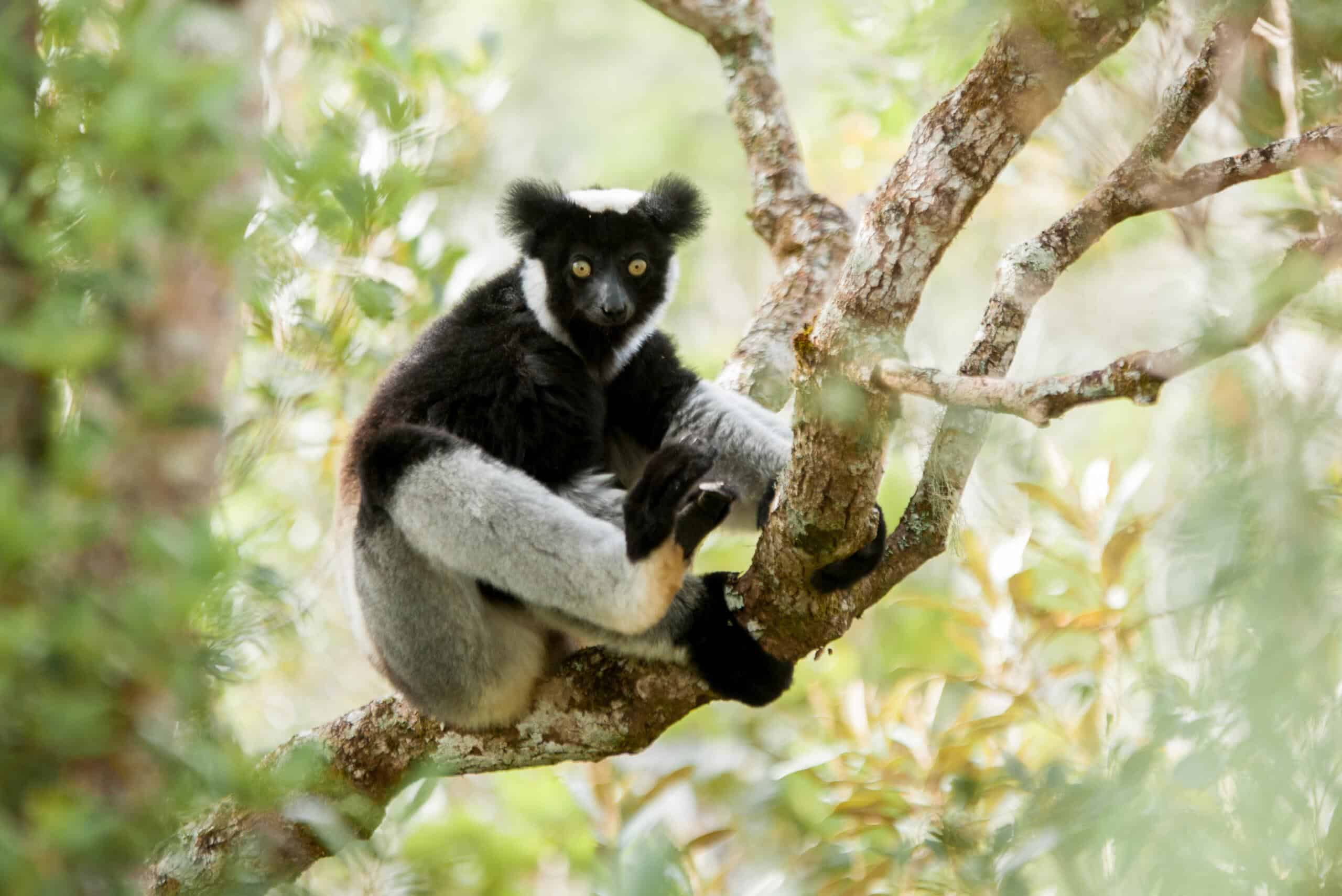 Lemurs Our Treasure Needs Your Help Conservation Allies