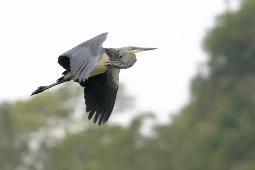 Save Bhutan’s White-Bellied Herons From Extinction