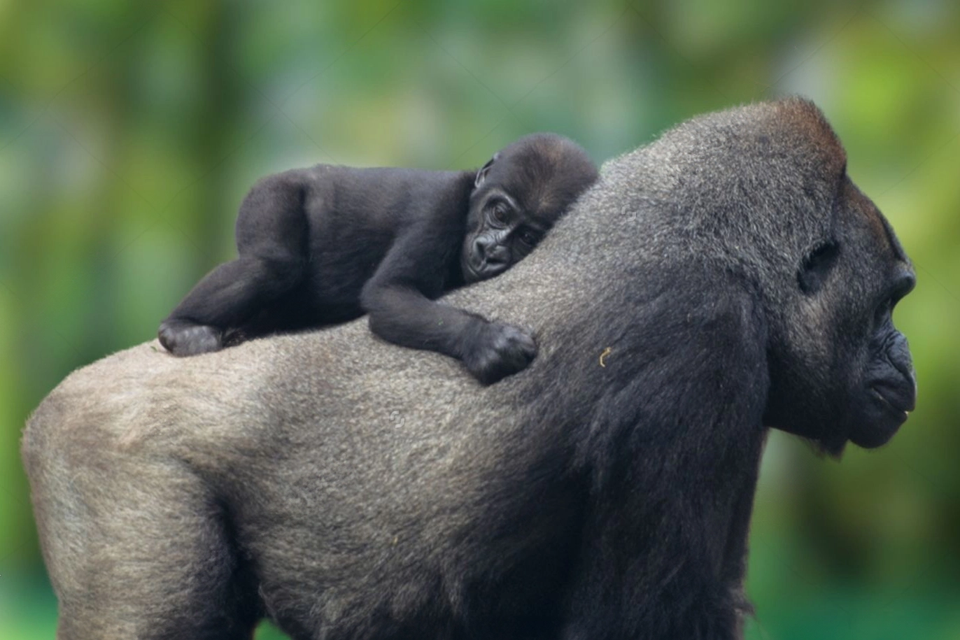 Save The Cross River Gorillas From Extinction