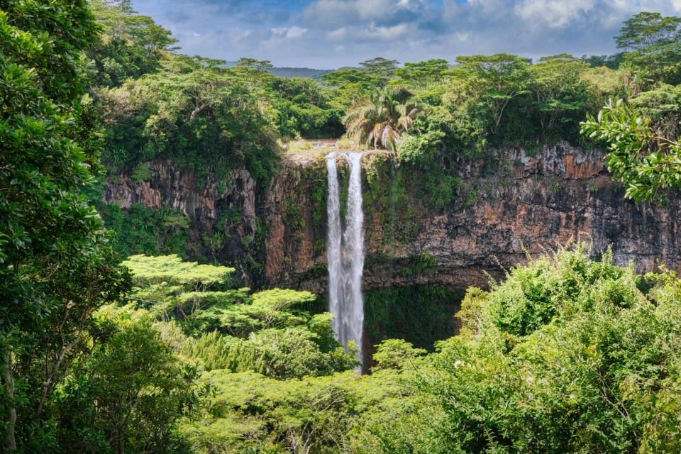 Save Mauritius’ Chamarel Forest