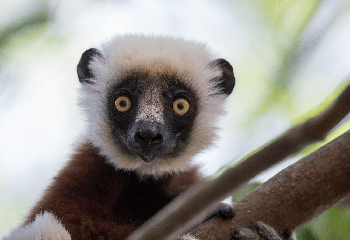 Dramatic Decline in Forest Fires Saves Madagascar’s Oldest National Park, Among Other Conservation Victories in 2024