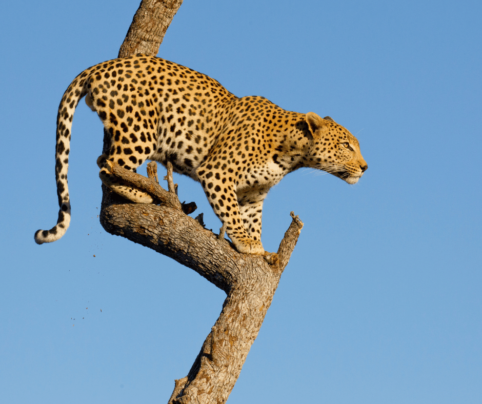 Spotting the Cape’s Ghost Cats with Camera Traps