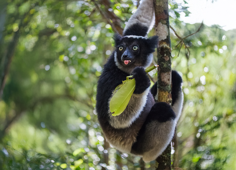 Rangers Are Saving Madagascar s Singing Lemur From Extinction 