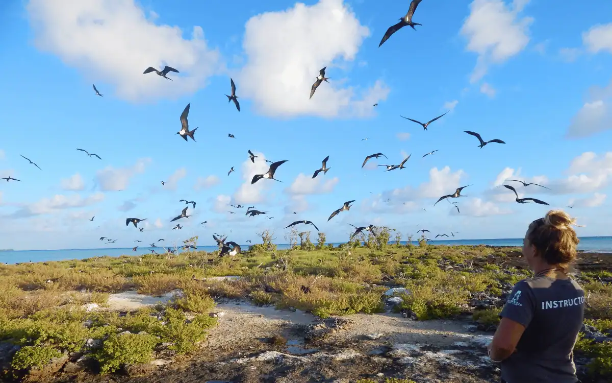 Save Suwarrow’s Seabirds