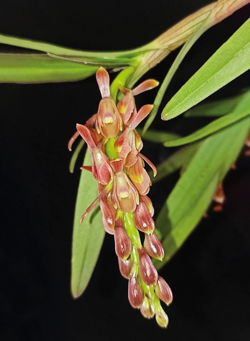 New Plant Species Discovered in Colombia’s Cloud Forest - Conservation ...