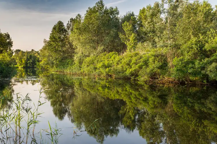 Ukrainian wetland with trees reflected