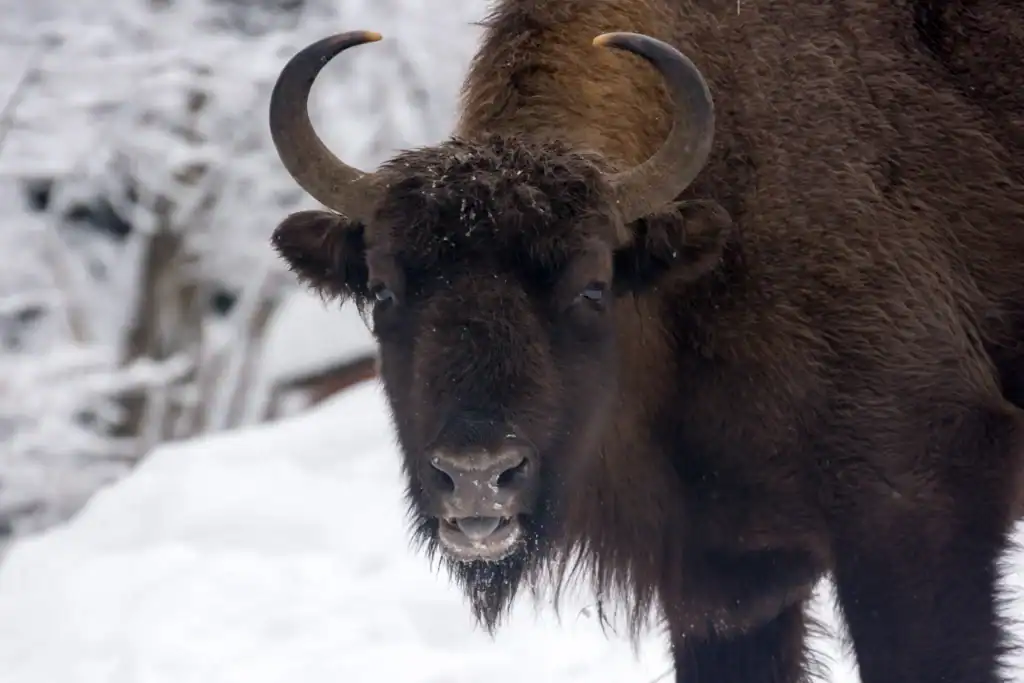 European bison in Skole Beskydy National Park, Ukraine