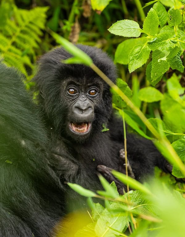 Bukaka, a female baby mountain gorilla of the Humura family in Volcanoes National Park, Rwanda, named at Kwita Izina 2026