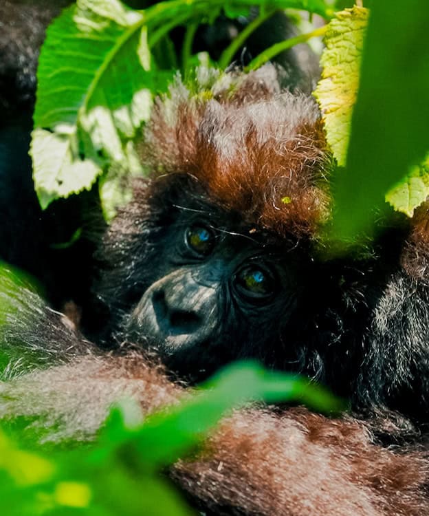 Igeno, a female baby mountain gorilla of the Musilikale family in Volcanoes National Park, Rwanda, named at Kwita Izina 2026