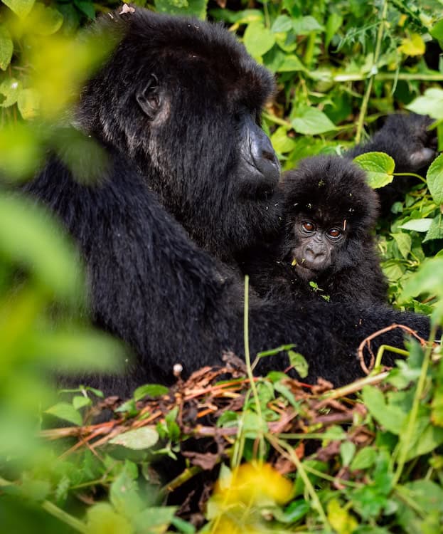 Impeta, a male baby mountain gorilla of the Izuba family in Volcanoes National Park, Rwanda, named at Kwita Izina 2026