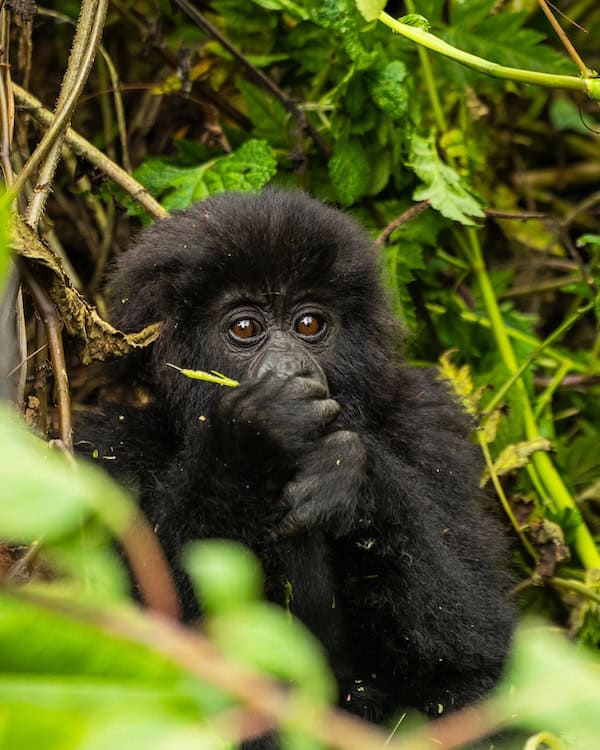 Inkera, a male baby mountain gorilla of the Pablo family in Volcanoes National Park, Rwanda, named at Kwita Izina 2026