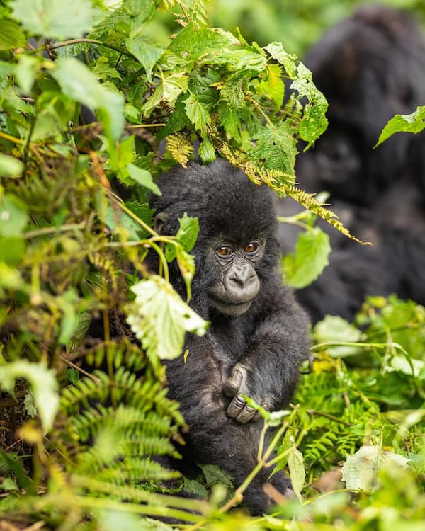 Ishakwe, a female baby mountain gorilla of the Muhoza family in Volcanoes National Park, Rwanda, named at Kwita Izina 2026