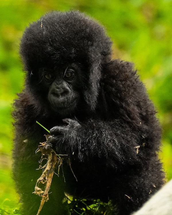 Komezutsinde, a male baby mountain gorilla of the Mutobo family in Volcanoes National Park, Rwanda, named at Kwita Izina 2026