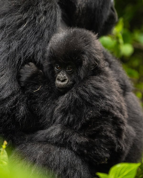 Mpinga, a female baby mountain gorilla of the Pablo family in Volcanoes National Park, Rwanda, named at Kwita Izina 2026