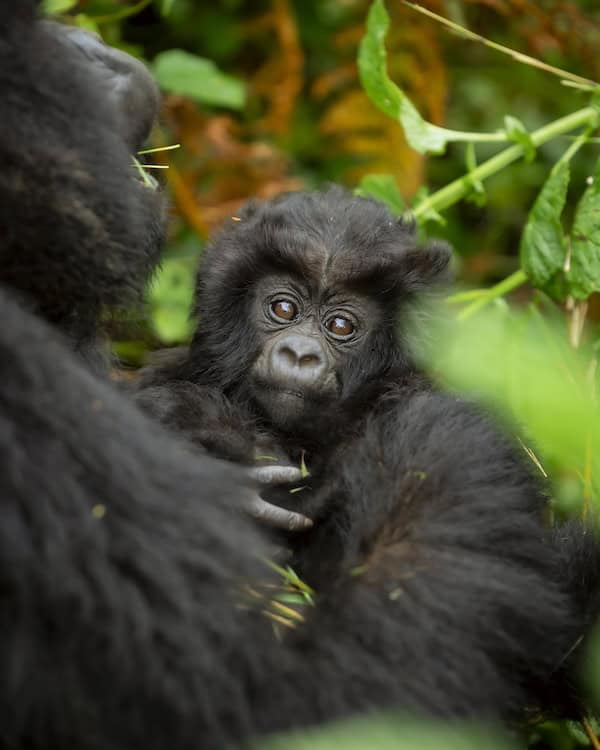 Muganura, a male baby mountain gorilla of the Izuba family in Volcanoes National Park, Rwanda, named at Kwita Izina 2026