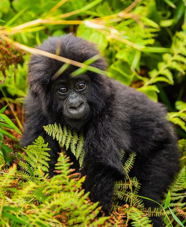 Muhuza, a male baby mountain gorilla of the Kwisanga family in Volcanoes National Park, Rwanda, named at Kwita Izina 2026