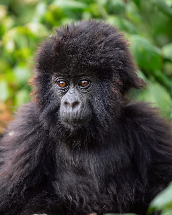 Mukondo, a male baby mountain gorilla of the Izuba family in Volcanoes National Park, Rwanda, named at Kwita Izina 2026