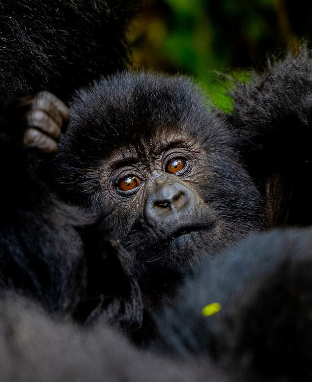 Ndongozi, a male baby mountain gorilla of the Musilikale family in Volcanoes National Park, Rwanda, named at Kwita Izina 2026