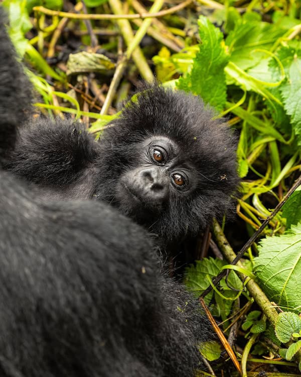 Ngabonzima, a male baby mountain gorilla of the Segasira family in Volcanoes National Park, Rwanda, named at Kwita Izina 2026
