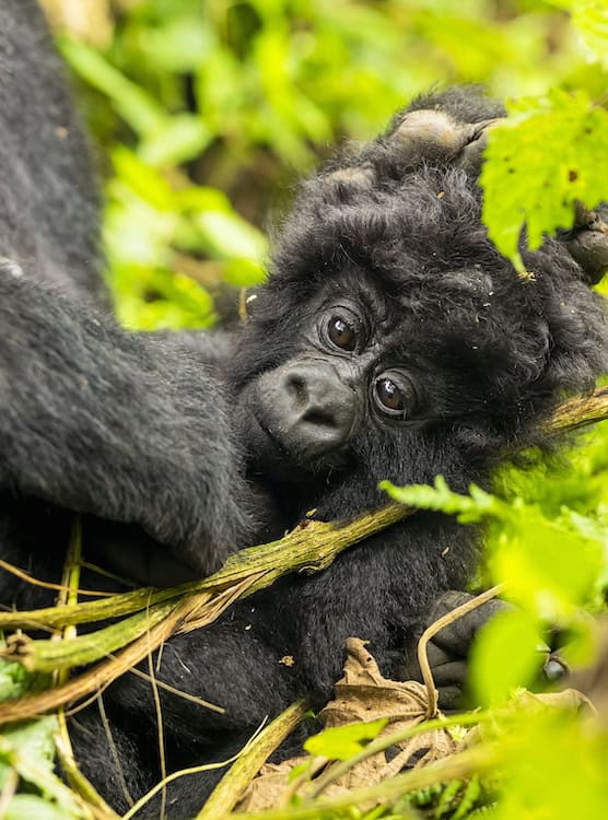 Ngoga, a male baby mountain gorilla of the Kwitonda family in Volcanoes National Park, Rwanda, named at Kwita Izina 2026