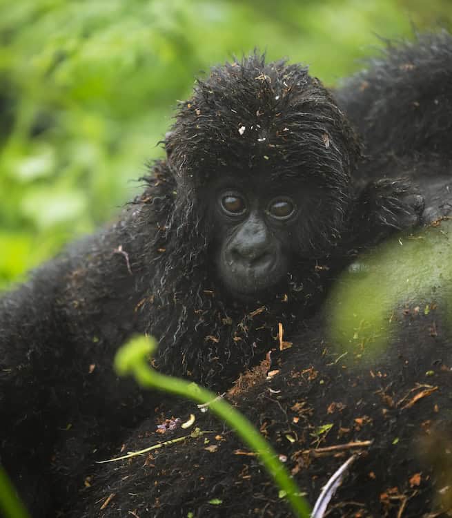 Rugamba, a male baby mountain gorilla of the Hirwa family in Volcanoes National Park, Rwanda, named at Kwita Izina 2026