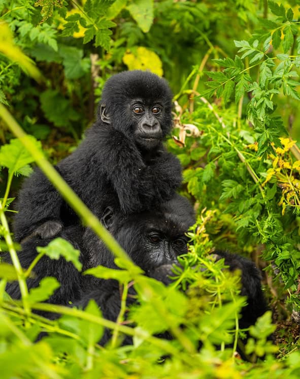 Tarama, a male baby mountain gorilla of the Humura family in Volcanoes National Park, Rwanda, named at Kwita Izina 2026
